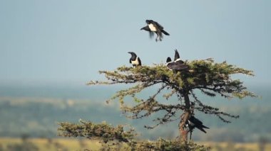 A Flock Of Pied Crows At The Top Of The Tree In El K Wildlife Located In Kenya. -wide shot