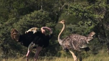 A Couple Of Ostrich Goofing Around With Each Other On A Summer Day In El Karama Lodge In Kenya. -medium shot