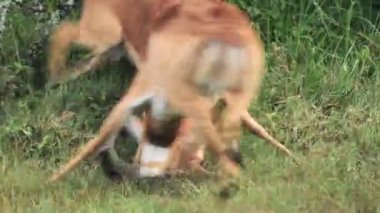 Gazelle Bulls Fighting At The Grassland In Kenya - Closeup Shot