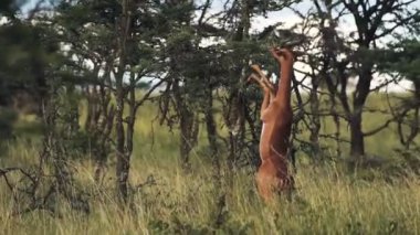 Gerenuk Eating The Leaves Of A Tree While Standing On Hind Legs In The Wilderness In Kenya - Medium Shot