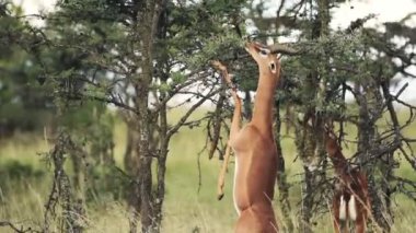 Gerenuks eating from a tree on hind legs, in the Kenyan bush, Africa