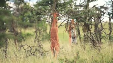 Gerenuks eating from a thorny tree on hind legs, in the Kenyan bush, Africa