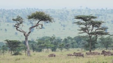 A Group OF Warthogs Eating On The Grass Plain Inside The El Karama Lodge In Kenya. -wide shot