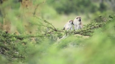 Vervet Monkey looking around from a tree branch, in the Kenyan bush, Africa