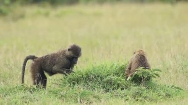 Baboons Sitting On The Green Grass At The Savannah In Kenya - Medium Shot
