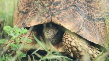 Leopard Tortoise Resting On The Green Grass In El Karama Lodge, Kenya. - closeup shot