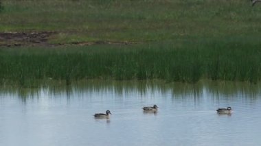 A Flock Of Egyptian Goose Racing Into The River With Tall Grass In The Background. -wide shot