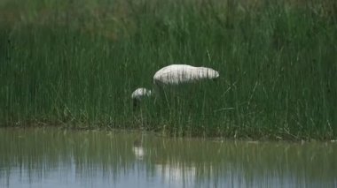 The White Spoonbills Feeding Itself Behind The Bushes Near A Water Surface In Kenya Wildlife - Wide Shot