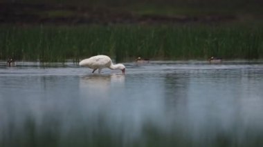 African Spoonbill Busy Looking Under the River In El Karama Lodge In Laikipia, Kenya. -wide shot