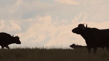 Silhouette Of A Wild Buffalo's Walking And Standing On The Grass Field In Kenya, Africa - Wide Shot