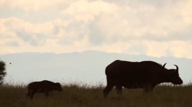 Silhouette Of A Wild Buffalo's Walking On The Grass Field In Kenya, Africa - Wide Shot