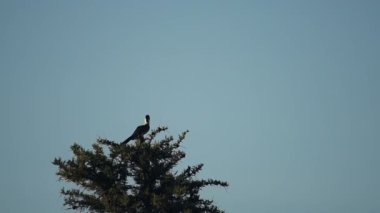 Von der Decken's Hornbill Perched On Top Of Thorny Tree And Fly Away In El Karama Lodge In Kenya Against A Beautiful Blue Sky. - wide shot