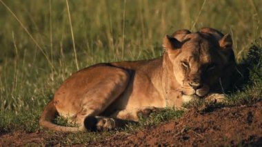 Cape Lion Infested By Flies While Lying Down On The Grass At The Wilderness In Kenya - Closeup Shot