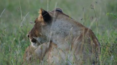 Lioness looking around and resting on a grassland in the Kenyan savannah, Africa