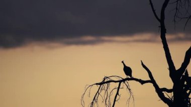 Guinea Fowl silhouetted at sunset at top of tree giving alert warning call. African wildlife shot in Kenya