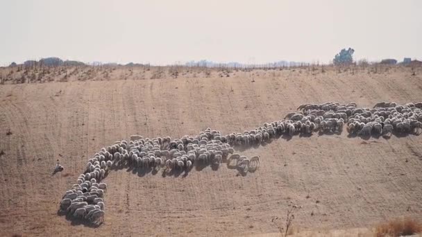 Sheep Dogs Leading Flock Italian Countryside Meadow Sunny Day — 图库视频影像