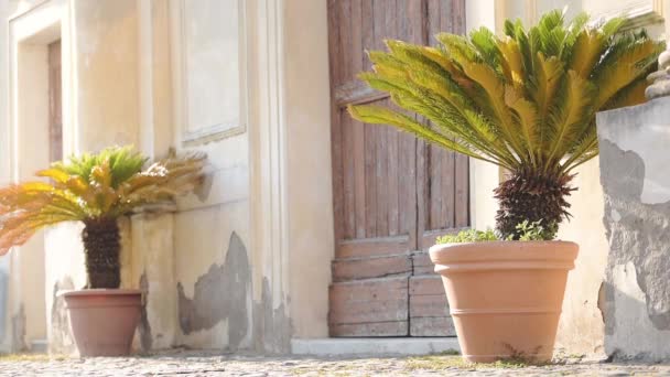 Decorative Palm Trees Side Traditional Wooden Door Bracciano Town Italy — 图库视频影像