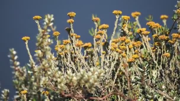 Yellow Wild Flowers Bloomed Savannah Kenya Bright Sunny Day — Wideo stockowe