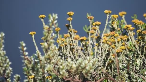 Yellow Wild Flowers Bloomed Savannah Kenya Slightly Moving Wind — Wideo stockowe