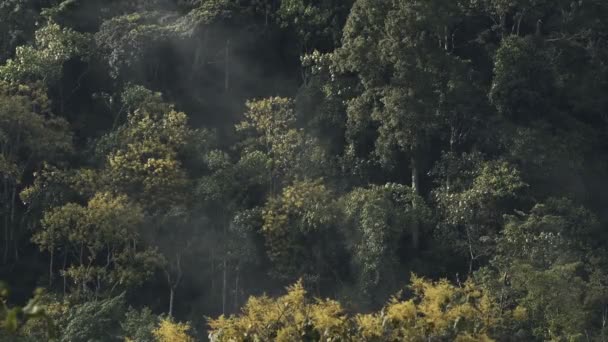 African Forest View Aberdare National Park Kenya Misty Day — Video