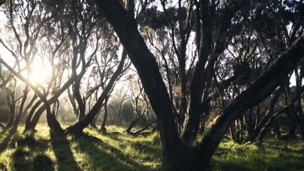 Панорамный Вид Солнечный Свет Сквозь Деревья Покрытые Испанским Мхом Национальном — стоковое видео