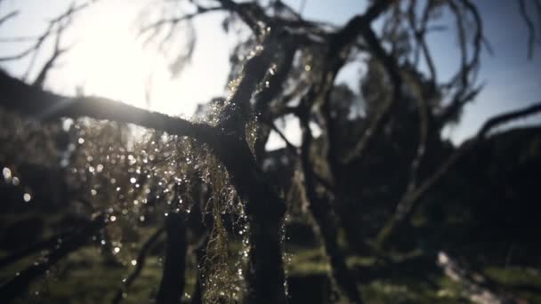 Солнечный Свет Сквозь Дерево Покрытое Мокрым Испанским Мхом Национальном Парке — стоковое видео