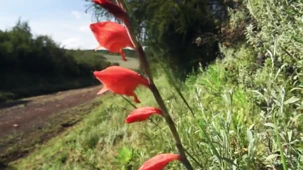 Safari Vehicle Dirt Road Red Flowers Aberdare National Park Kenya — Stock video