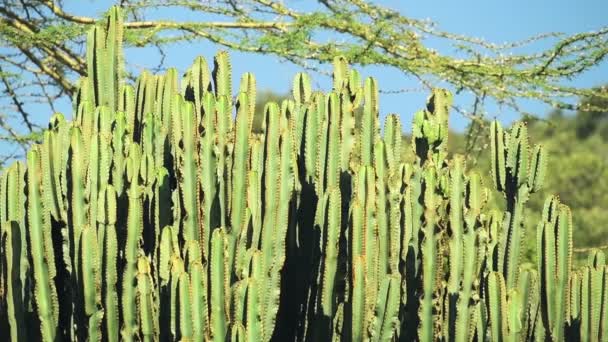 Candelabra Tree Cactus Branches Detail African Savannah Kenya Bright Sunny — Vídeo de Stock