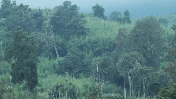 African Mountain Forest View Aberdare National Park Kenya Moody Day — Video