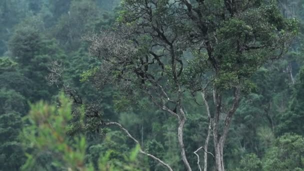 African Mountain Forest Aberdare National Park Kenya Cloudy Moody Day — Video
