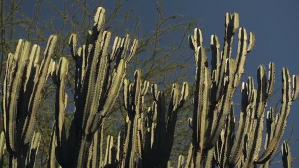 Candelabra Tree Cactus Branches Detail African Savannah Kenya — Vídeo de Stock