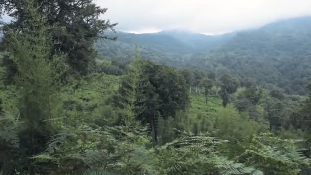 Panoramic View African Mountain Forest Aberdare National Park Kenya — Stock video