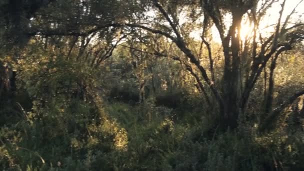 Панорамный Вид Солнечный Свет Через Дерево Покрытое Испанским Мхом Национальном — стоковое видео