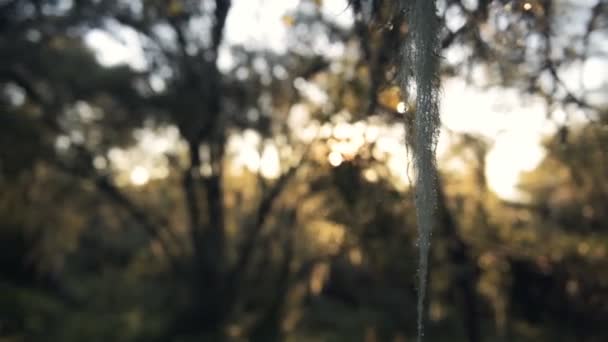 Крупный План Испанского Мха Свисающего Дерева Национальном Парке Абердарес Кения — стоковое видео