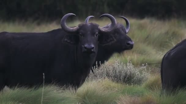 African Buffalos Looking Kenyan Bush Rainy Day — Wideo stockowe