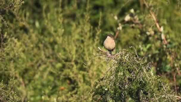 Bird Resting Tree Branch Kenyan Bush Africa — Videoclip de stoc