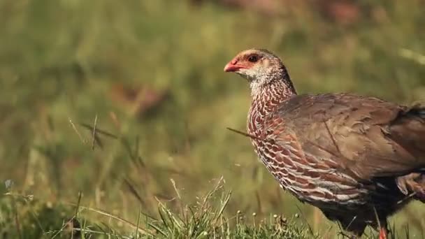 Jackson Spurfowl Francolin Bird Walking Grassland Kenyan Bush Africa — Stock video