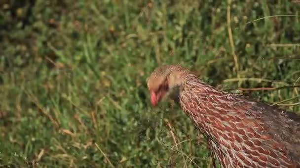 Птах Джексона Spurfowl Francolin Їсть Лузі Кенійському Кущі Африка — стокове відео