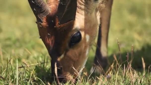 Африканская Антилопа Пасущаяся Лугу Национальном Парке Абердэр Кении Крупный План — стоковое видео