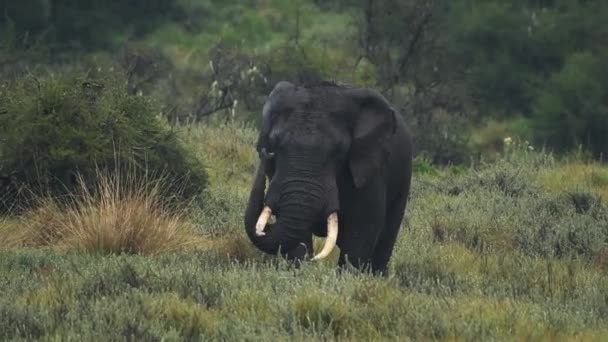 Elephant Rain Rainy Season Kenya Itching Its Eye — Vídeo de Stock