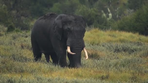 Male Elephant Walking National Park Kenya Rainy Day — Stockvideo