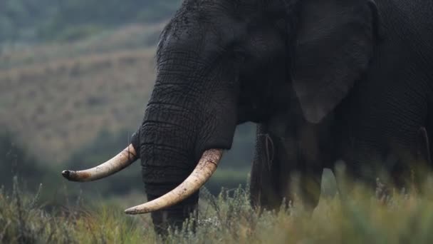 Male Elephant Eating National Park Kenya Rainy Day — Video