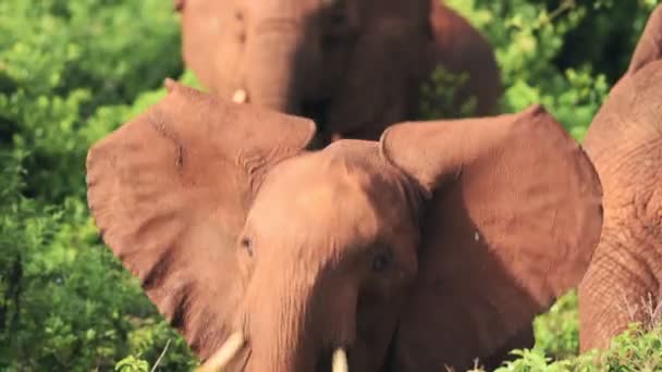 Baby Elephant Looking National Park Kenya Africa — Vídeos de Stock