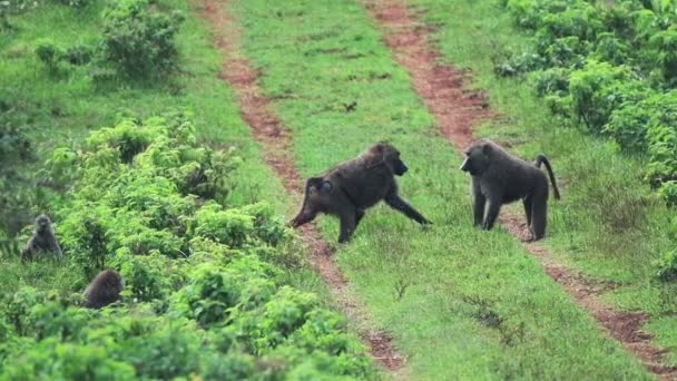 Pair Baboons Mating Run Green Grassland Aberdare National Park Kenya — 图库视频影像