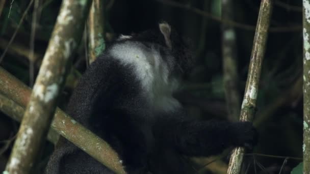 Sykes Monkey Hiding Bamboos Eating Leaves Kenya Aberdare National Park — Video Stock