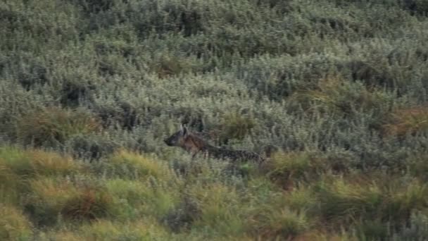 Hyena Running Green Grasslands Aberdares Kenya Slow Motion — Vídeos de Stock