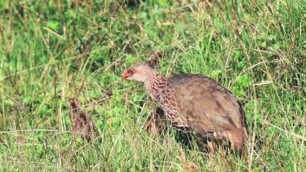 Spur Fowl Eating Grassland Kenyan Bush Africa Sunny Day — Wideo stockowe