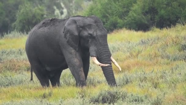 Male Elephant Eating Nature Reserve Kenya Africa Rainy Day — Vídeos de Stock