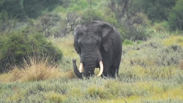 African Bush Elephant Standing Grassland Aberdare National Park Kenya Medium — Vídeos de Stock