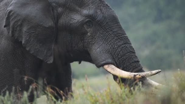 African Bush Elephant Turning His Body Left Savannah Located Aberdare — Vídeos de Stock